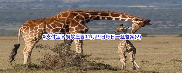 长颈鹿可以多久不喝水呢 2022支付宝蚂蚁庄园11月19日每日一题答案(2)